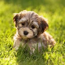 Our dogs are considered to be hypoallergenic! Havanese Puppy Breed Facts Information Characteristics And More Puppyspot