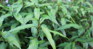Pokok herba yang berasal dari mediterranean ini sangat popular digunakan dalam masakan barat. 19 Khasiat Daun Kesum Yang Ramai Tak Tahu Menghilangkan Panau Dan Mengatasi Keputihan Impiana