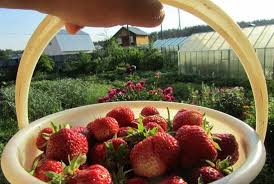 не навреди сам себе или правила успешной здоровой жизни Dom Sad Ogorod