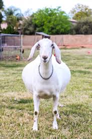 How To Tell If Your Goat Is Pregnant