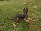 How to Tell a Purebred German Shepherd | Cuteness