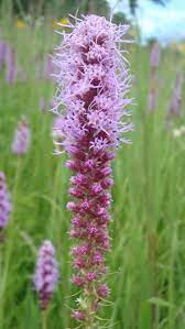 Blazing Star Seeds Gayfeather Seeds Liatris Spicata Perennial 1 Oz Pack Liatris Native Plant Gardening Hardy Perennials