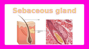 Image result for Sebaceous Gland