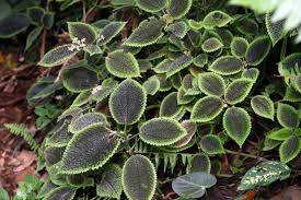 Image result for Pilea bambuseti