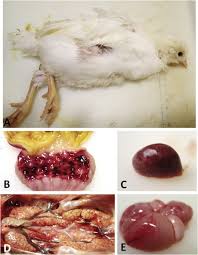 A highly contagious and severe form of the disease, called exotic newcastle disease (end), is so deadly that many birds die suddenly without showing any signs of disease. Virulent Newcastle Disease Viruses From Chicken Origin Are More Pathogenic And Transmissible To Chickens Than Viruses Normally Maintained In Wild Birds Sciencedirect