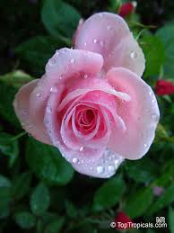 Image result for Rosa sp.