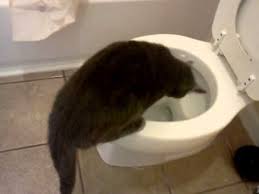 Check spelling or type a new query. Cat Drinking Out Of A Toilet Youtube