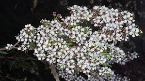 Image result for Kunzea