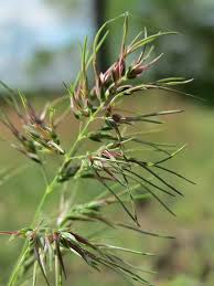 Image result for Poa schimperiana