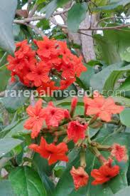 Image result for Cordia