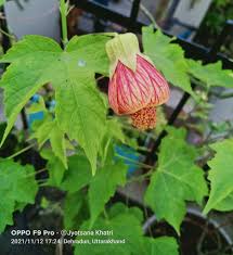 Image result for Abutilon angulatum