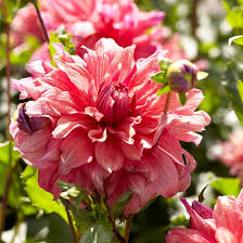 Maybe you would like to learn more about one of these? Belle Of Barmera Dinnerplate Dahlia American Meadows