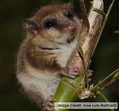 Image result for Monodora minor