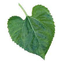Sunflower Leaf In White Background Sunflower Leaf In White Background Affiliate Leaf Sunflower Background Sunflower Leaves Sunflower Drawing Leaves