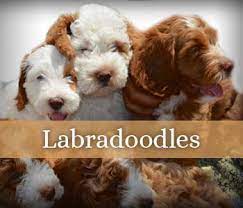 Australian labradoodles are mainly a mix of poodles and labradors, but with a couple of bloodlines thrown in to ensure the resulting pups have the traits families love. Labradoodle Goldendoodle Breeder Southerndoodlin San Antonio Texas