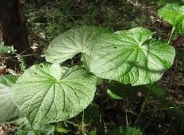 Image result for Piper umbellatum