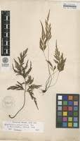 Image result for Asplenium blastophorum