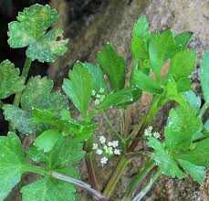 Image result for Apium graveolens