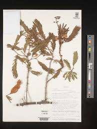 Image result for Acacia brevispica