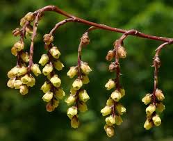 Image result for Grewia praecox