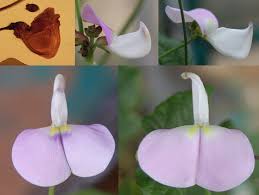 Image result for Utricularia baoulensis