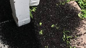 Most commercial insecticides are very effective in killing love bugs. Florida Lovebug Invasion Do They Have A Purpose