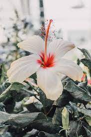 Pin By Karri95 On Vacay Flowers Photography Flower Prints Art Hibiscus Flower Drawing