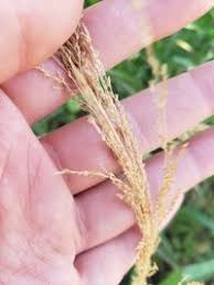 Image result for Eragrostis japonica