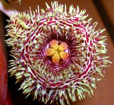 Image result for Huernia kirkii
