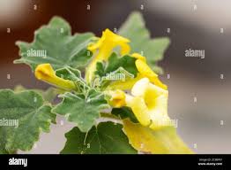 Image result for Pedaliaceae