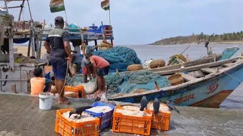Maharashtra: 'We spend hours at sea, but there's no fish'