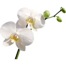 Sarah Designs Spa 5 Png Liked On Polyvore Featuring Flowers Backgrounds Fillers Art Items Detail An Orchid Flower Clips Flower Clipart Beautiful Orchids