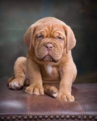 The Vinyard Dogue De Bordeaux Cute Baby Animals Cute Animals Baby Animals