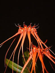 Image result for Bulbophyllum burttii