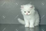 Persian Cat Breed Information, Pictures, Characteristics ...