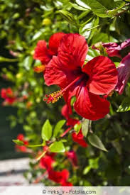 Hibiskus schmeckt gut und ist auch gesund. Hibiskus Richtig Schneiden Anleitung Und Zeitpunkt Gartendialog De