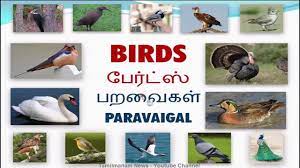 Vocabulary About Birds With Pictures Including Tamil And English Pronunciation Youtube