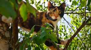 A lot of kittens are hyperactive and therefore yearn to be active releasing energy. Why A Cat Runs Away Kippy Gps Tracker For Dogs And Cats