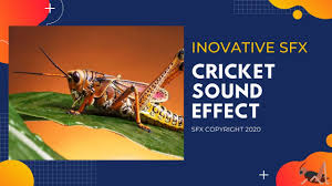 Get 3,321 cricket sound effects on audiojungle. Cricket Sound Effect At Night Free Download
