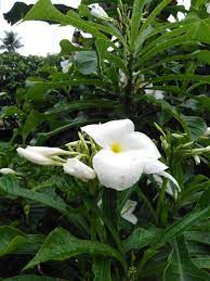 Allamanda Flowers Photography Plants White Flowers