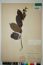 Image result for Marquesia macroura