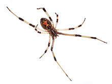Many fatal black widow bites occurred in. Latrodectus Wikipedia