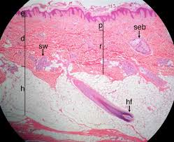 This site contains information about human skin cells labeled. Skin And Hypodermis