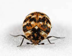 Black carpet beetle attagenus unicolor brahm. Lessons Learned Cleaning An Infestation Of Carpet Beetles Out Of My Car The News Wheel