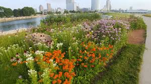 Butterfly Milkweed Mountain Mint Pale Purple Coneflower Wild Bergamot Landscape Design Landscape Garden Inspiration