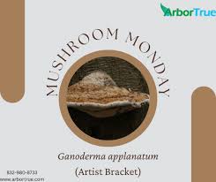 Image result for Ganoderma applanatum