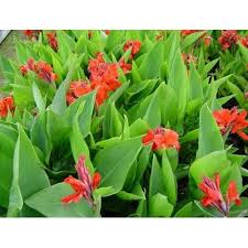 Image result for Canna indica