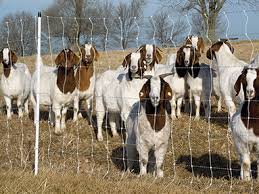 Basically you have two choices when it comes to installing an electric fence for goats: Select The Best Electric Fence Design For Your Goats Premier1supplies
