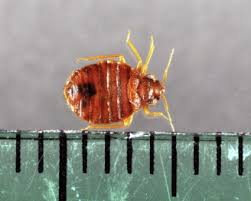 Image result for Cimex Lectularius L