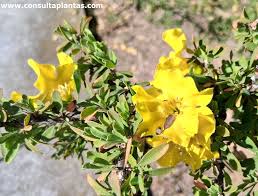 Image result for Rhigozum brevispinosum